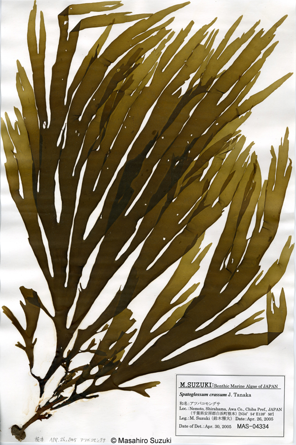 アツバコモングサ Spatoglossum crassum