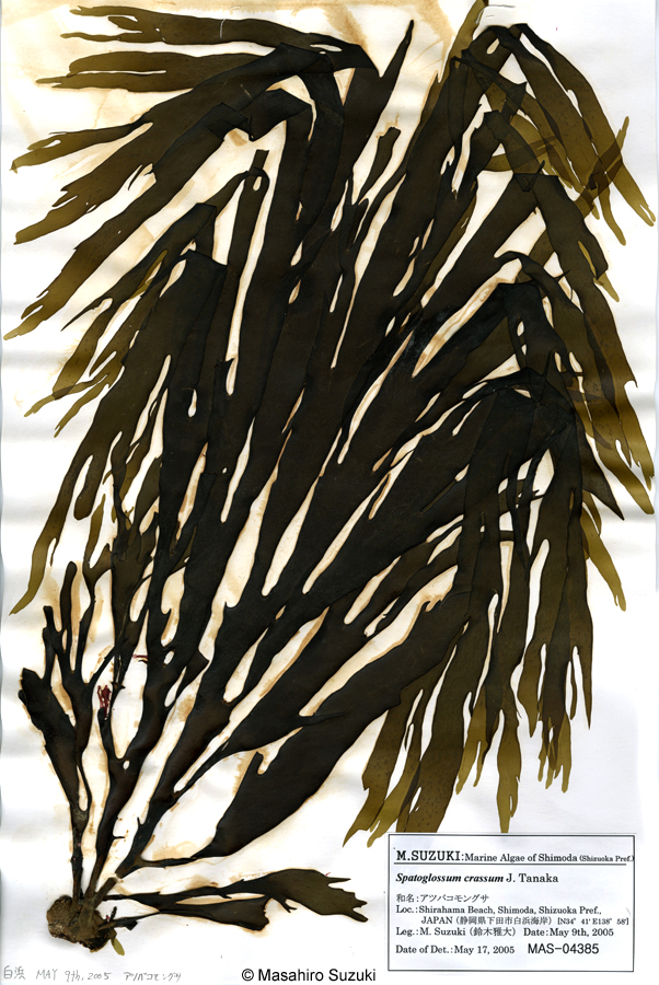 アツバコモングサ Spatoglossum crassum