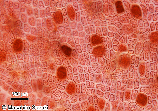 ヒロハコモングサ Spatoglossum latum