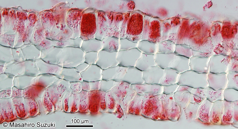 ヒロハコモングサ Spatoglossum latum