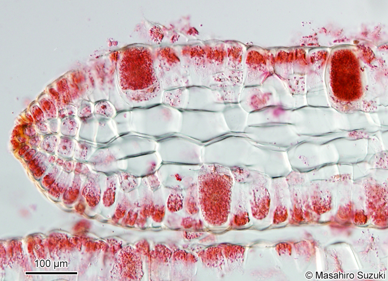 ヒロハコモングサ Spatoglossum latum