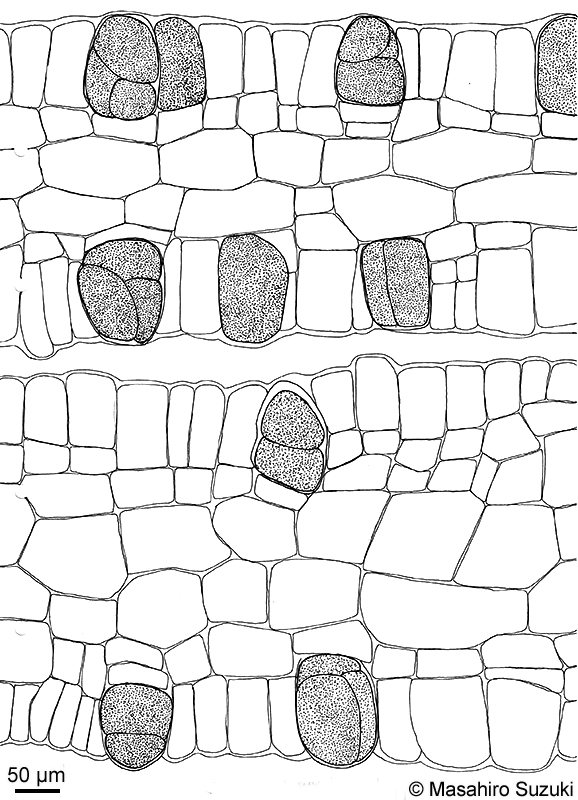 ヒロハコモングサ Spatoglossum latum