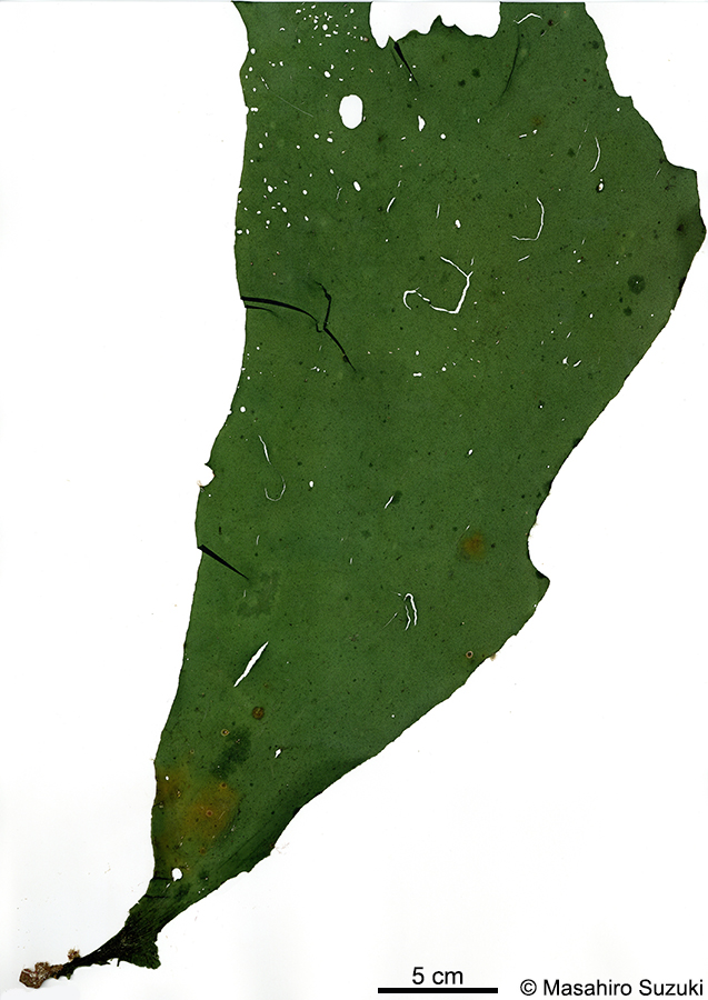 ゴアンメ Spatoglossum mageshimense