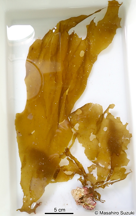 ゴアンメ Spatoglossum mageshimense