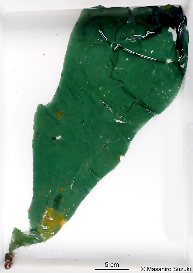 ゴアンメ Spatoglossum mageshimense