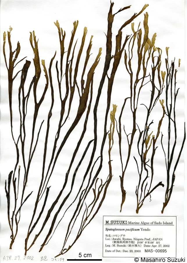 コモングサ Dictyopteris pacifica