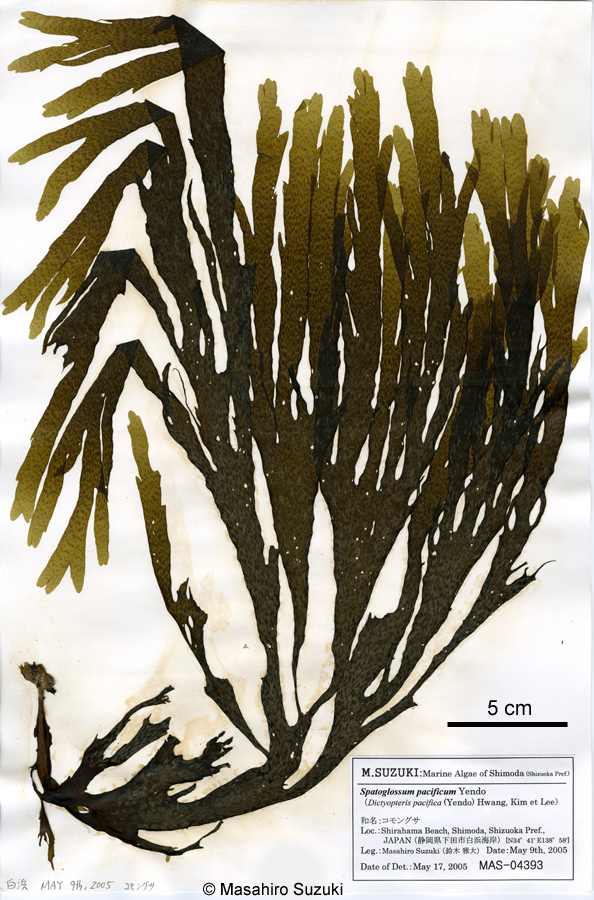 コモングサ Dictyopteris pacifica