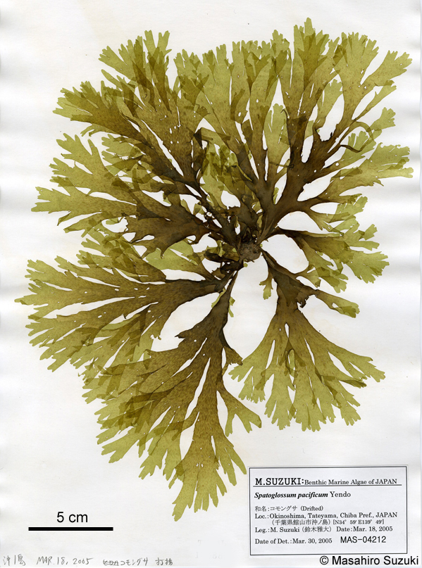 コモングサ Dictyopteris pacifica