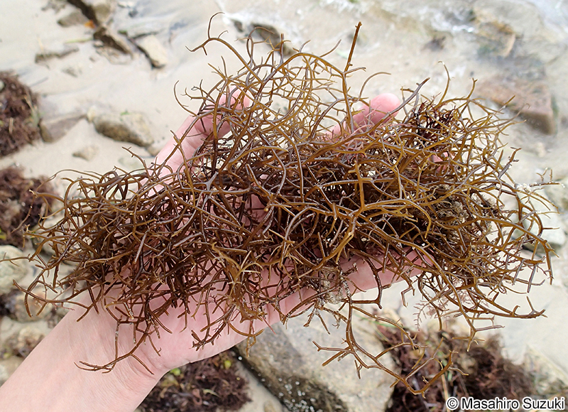 クサモズク Sphaerotrichia divaricata