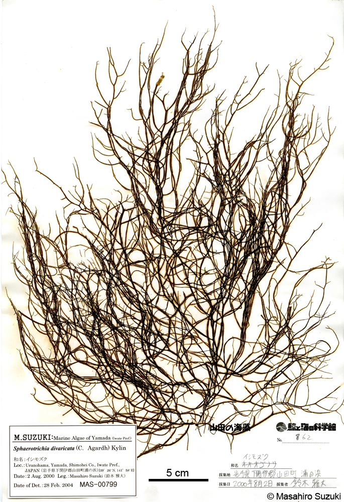 クサモズク Sphaerotrichia divaricata