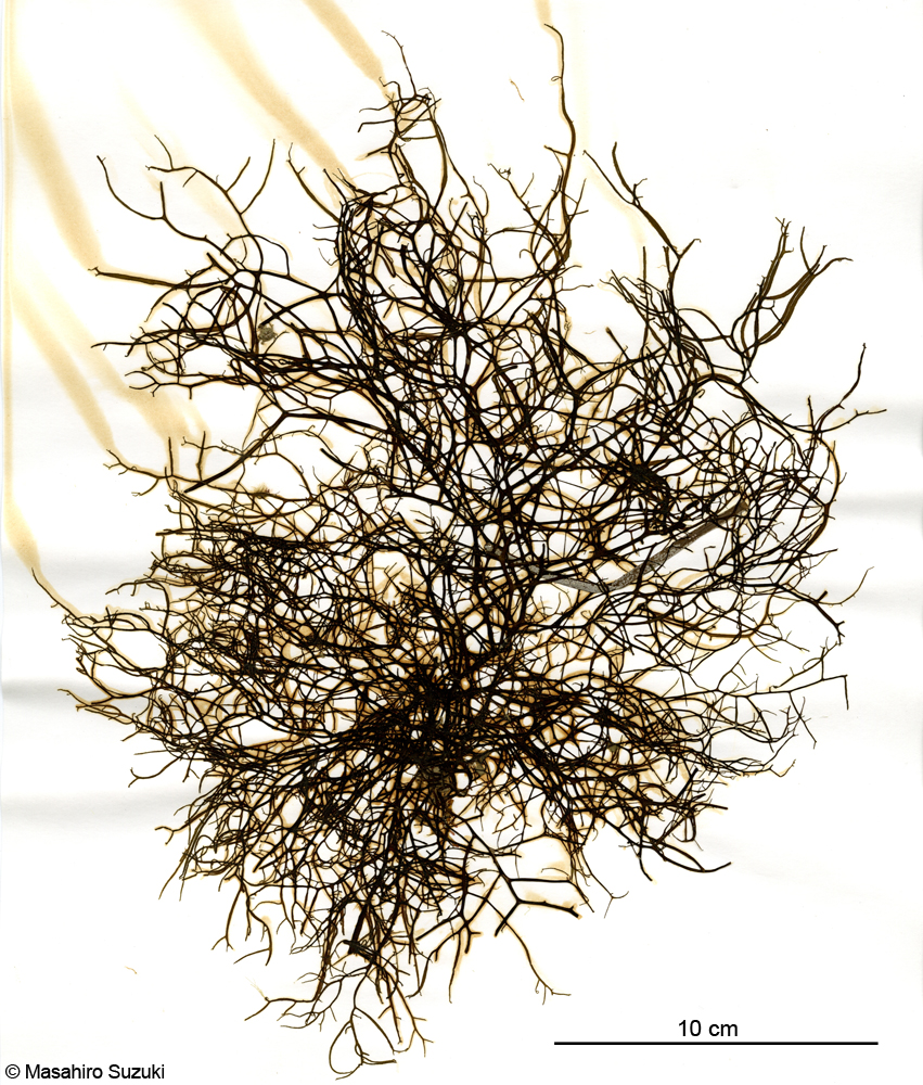 クサモズク Sphaerotrichia divaricata