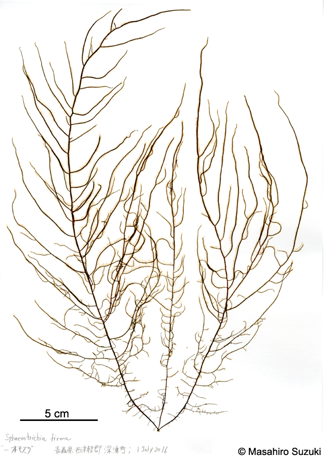 イシモズク Sphaerotrichia firma