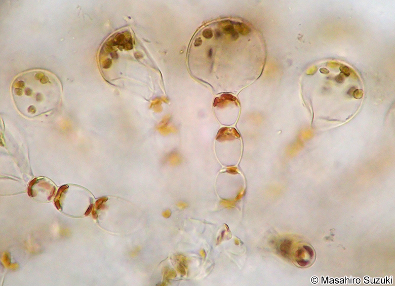 イシモズク Sphaerotrichia firma