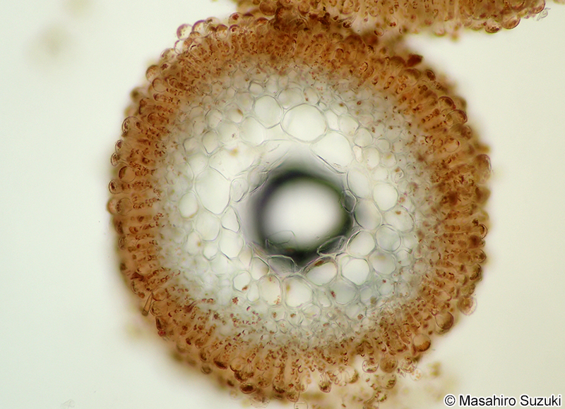 イシモズク Sphaerotrichia firma