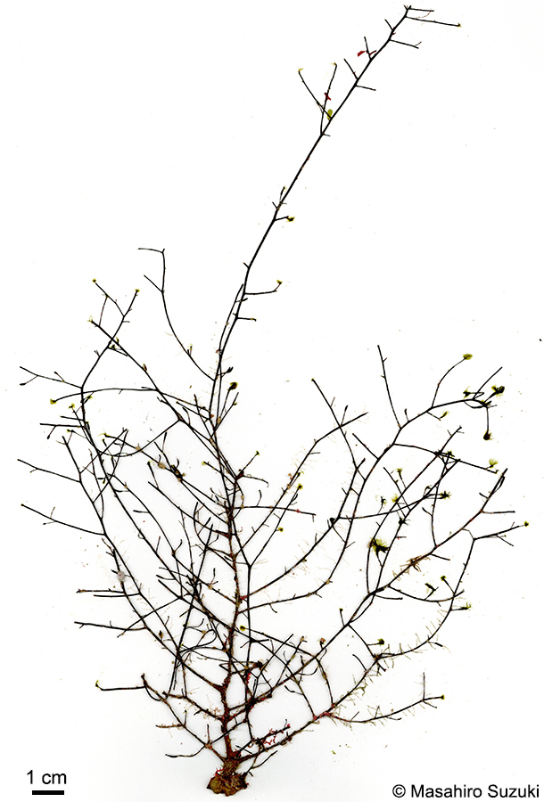 クジャクケヤリ Sporochnus dotyi