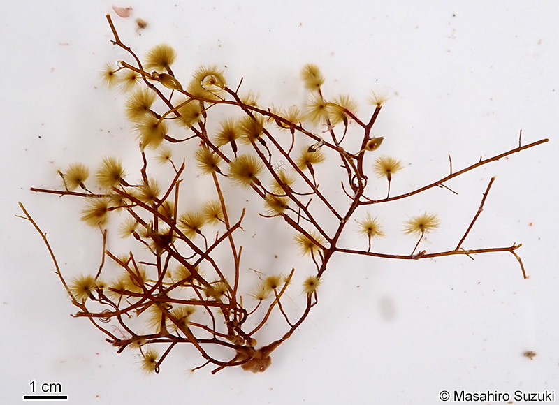 クジャクケヤリ Sporochnus dotyi