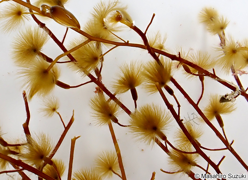 クジャクケヤリ Sporochnus dotyi