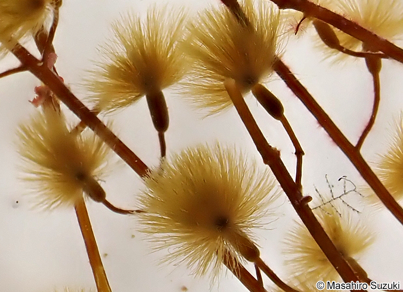 クジャクケヤリ Sporochnus dotyi