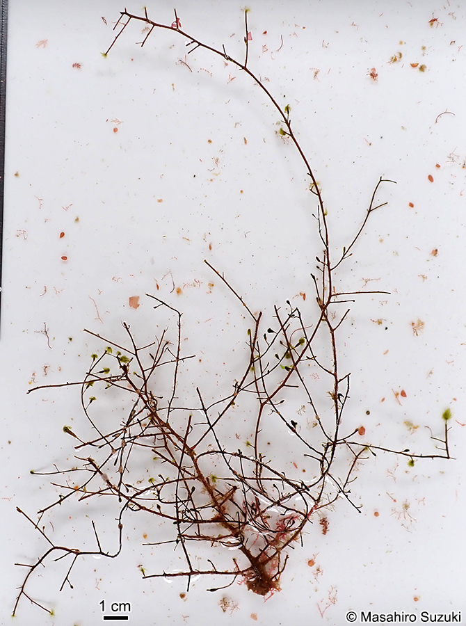 クジャクケヤリ Sporochnus dotyi