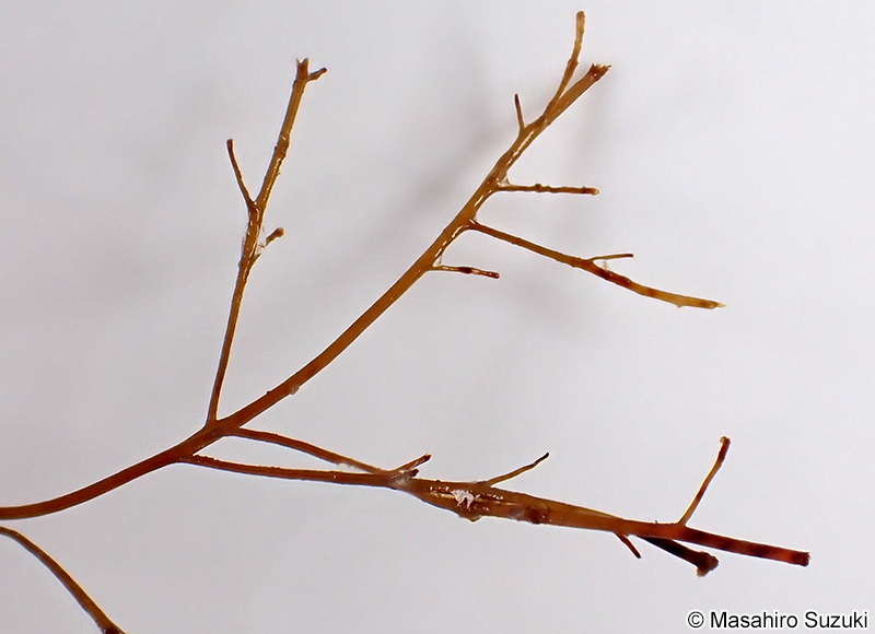 クジャクケヤリ Sporochnus dotyi