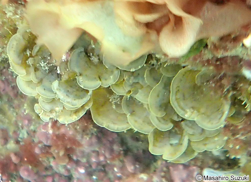 シマオウギ Zonaria diesingiana