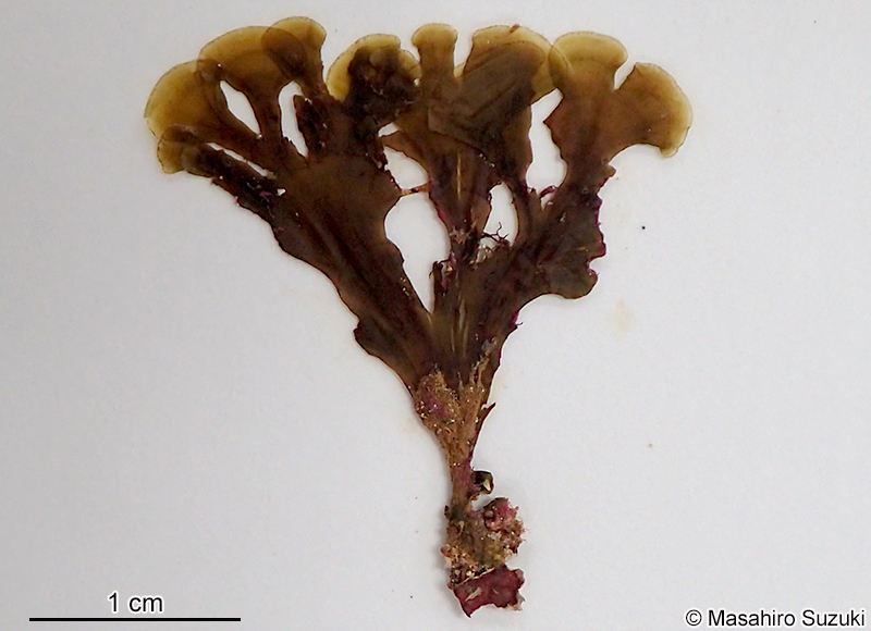シマオウギ Zonaria diesingiana