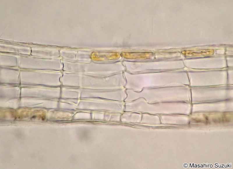 シマオウギ Zonaria diesingiana