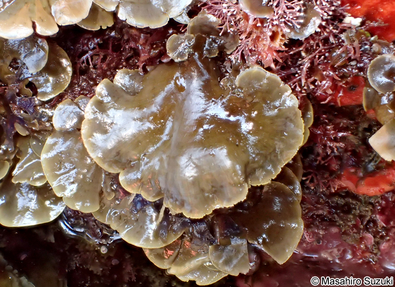 シマオウギ Zonaria diesingiana