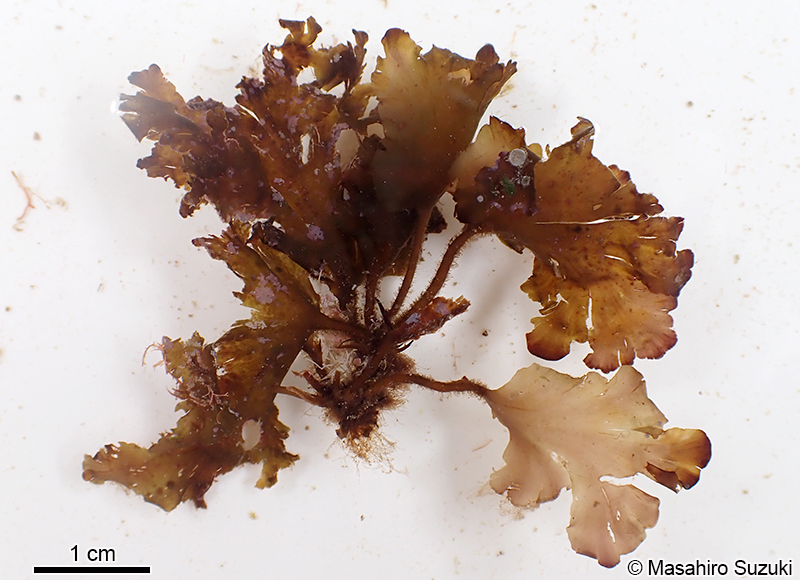 エツキシマオウギ Spatoglossum stipitatum