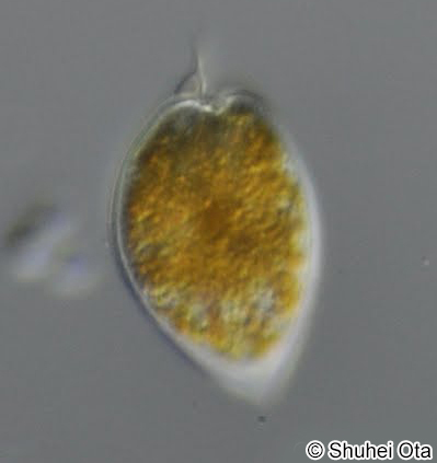 ツノフタヒゲムシ Prorocentrum micans