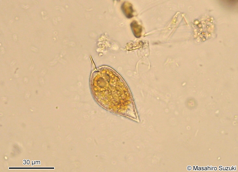 ツノフタヒゲムシ Prorocentrum micans