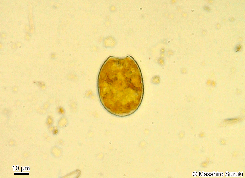 Prorocentrum sp.（底生）