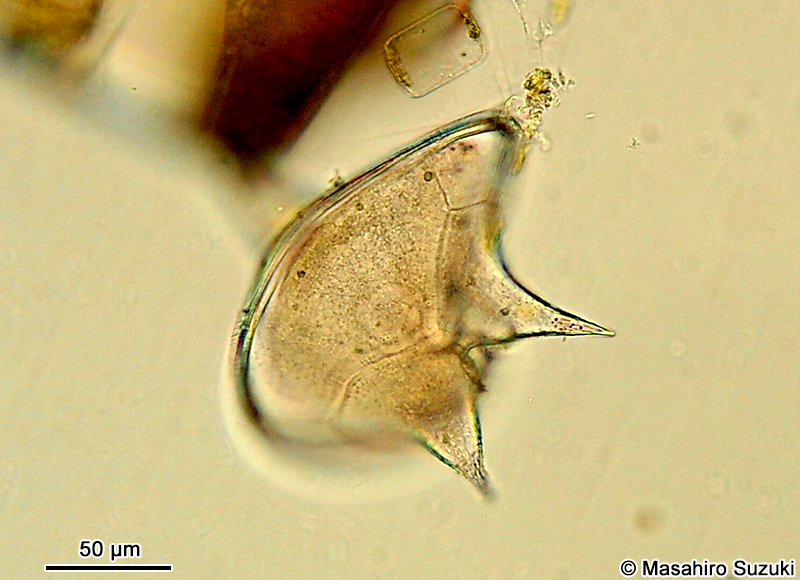 オオスケオビムシ Protoperidinium depressum