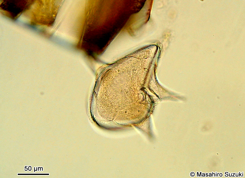 オオスケオビムシ Protoperidinium depressum