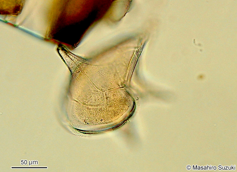 オオスケオビムシ Protoperidinium depressum