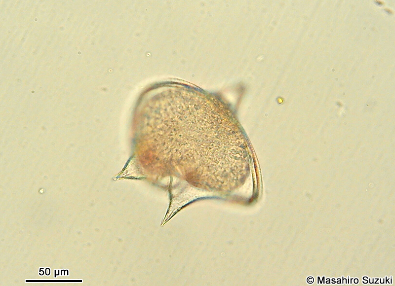 オオスケオビムシ Protoperidinium depressum