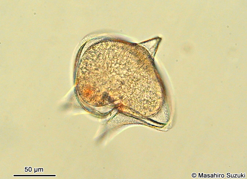 オオスケオビムシ Protoperidinium depressum