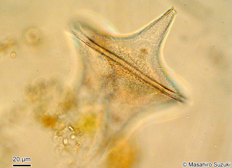 Protoperidinium elegans
