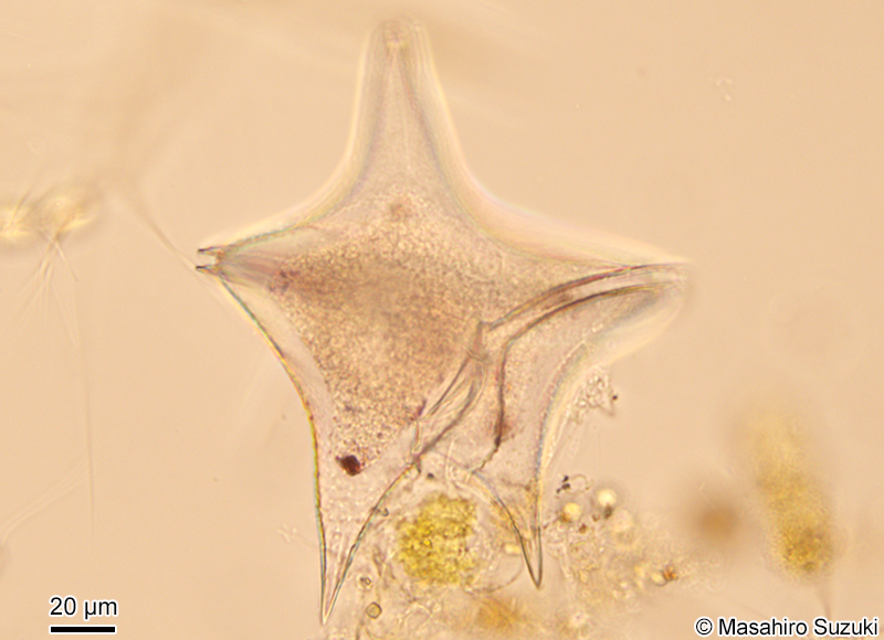 Protoperidinium elegans