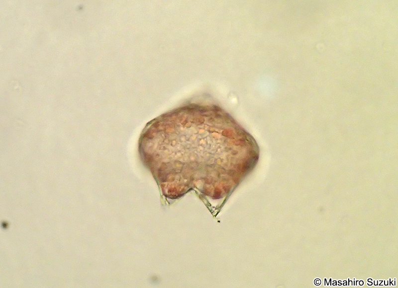 ヤマガタウズオビムシ Protoperidinium conicum