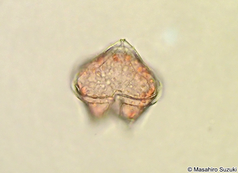 ヤマガタウズオビムシ Protoperidinium conicum