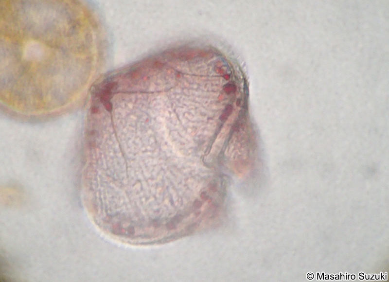 ヤマガタウズオビムシ Protoperidinium conicum