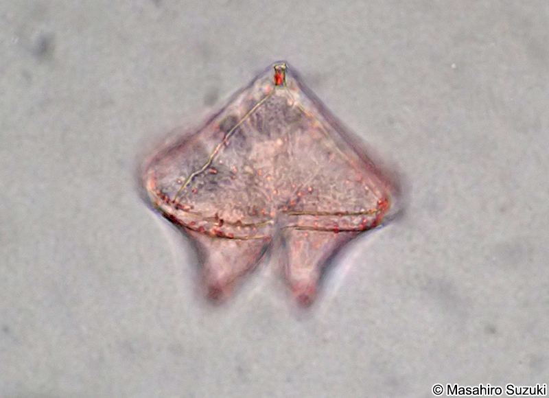 ヤマガタウズオビムシ Protoperidinium conicum