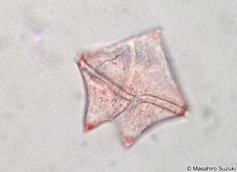 ヤマガタウズオビムシ Protoperidinium conicum