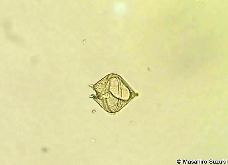 マルトゲスケオビムシ Protoperidinium pallidum