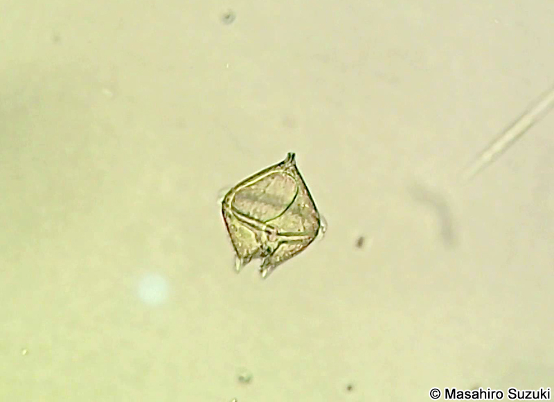 マルトゲスケオビムシ Protoperidinium pallidum