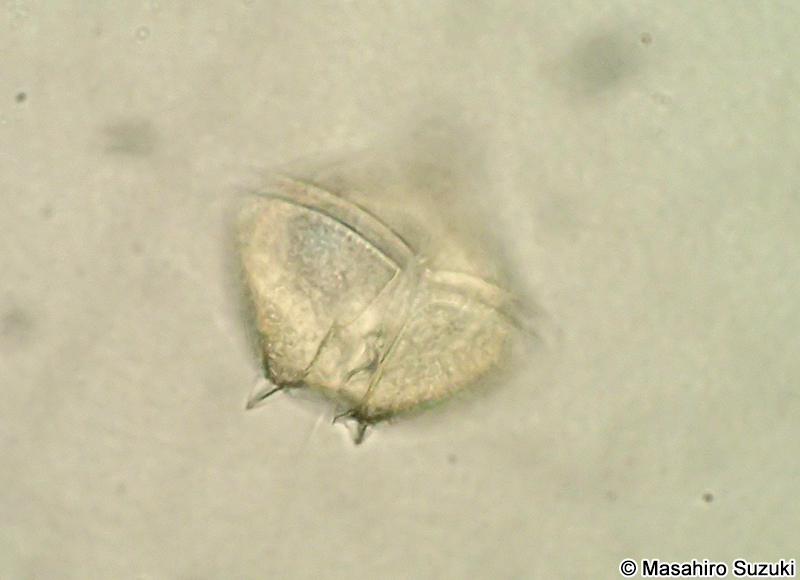 マルトゲスケオビムシ Protoperidinium pallidum