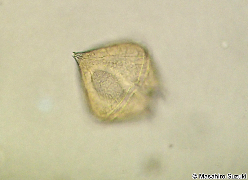 マルトゲスケオビムシ Protoperidinium pallidum