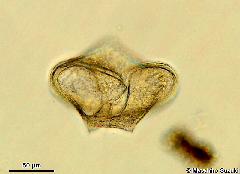 ゴカクスケオビムシ Protoperidinium pentagonum