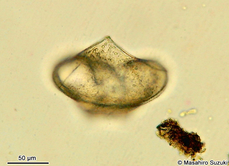 ゴカクスケオビムシ Protoperidinium pentagonum